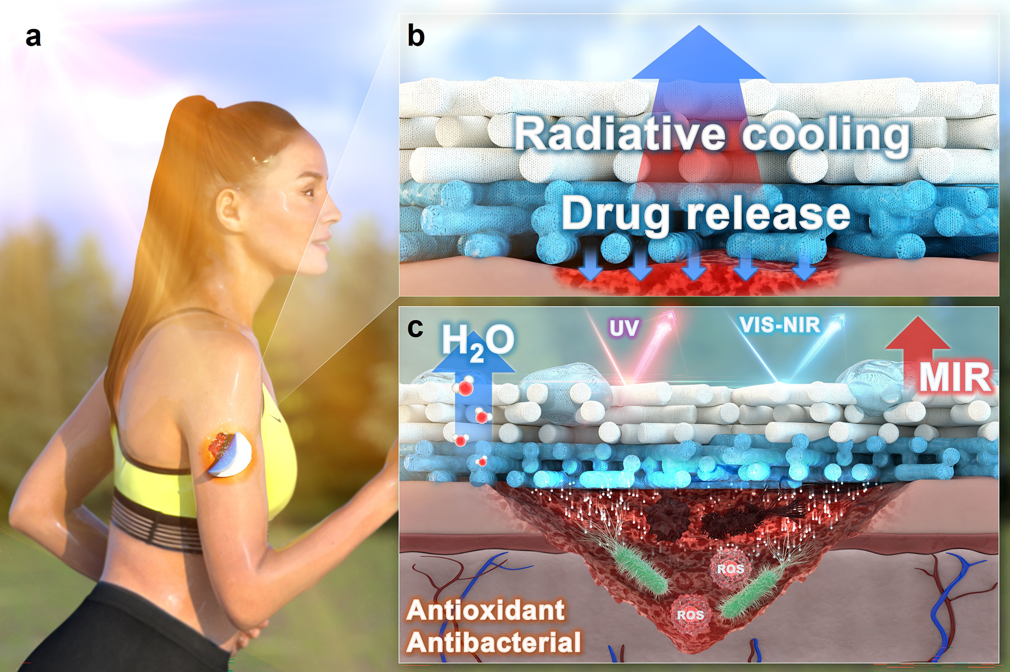 Multifunctional bilayer radiative cooling dressing for regenerative wound healing under heat stress